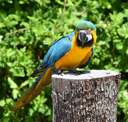 macaw