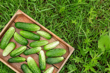 Fresh cucumbers in the box on the green grass.