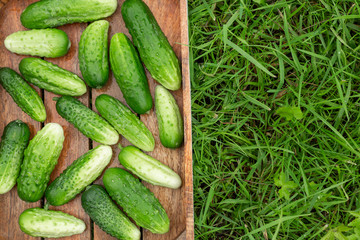 Fresh cucumbers in the box on the green grass.