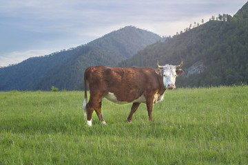 Fototapeta na wymiar Cow graze in the meadow