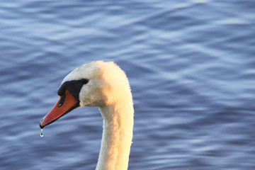 Fototapeta premium Close up portrait of white swan on the water lake with water surface background