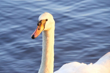 Close up portrait of white swan on the water lake with water surface background