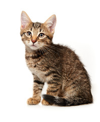 cat on white background