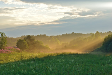 Promienie słońca oświetlające łąkę. Krajobraz przyrody. Nowogród region, Rosja. - 213867645
