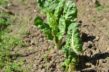 Row of planted chard seedlings in a domestic farm in spring
