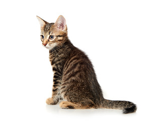 Fototapeta premium cat on white background
