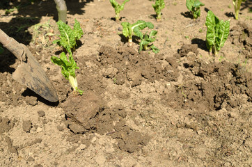 Planting Swiss chard seedlings with shovel in a backyard garden in spring