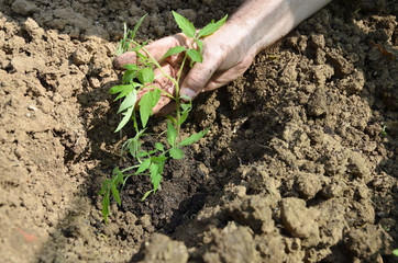 Planting tomato seedling in a backyard garden in spring