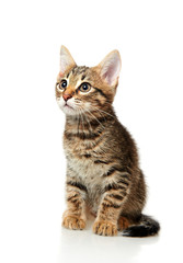 cat on white background
