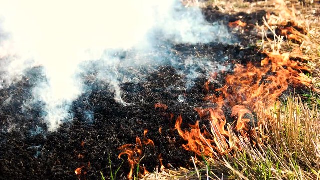 Smoldering ashes from the wildfire. Burning dry grass close up.