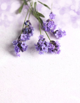 Fototapeta Fresh lavender flowers on pink background.