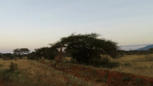 wild living giraffes in kenya