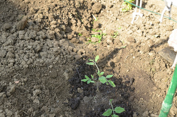 Row of planted homegrown tomato seedlings in a backyard garden in spring