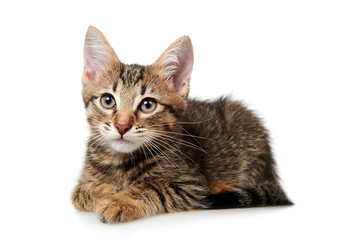cat on white background