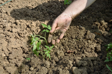 Hand while planting tomato seedling in a domestic organic garden in spring