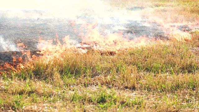 Spreading wildfire on grass. Close up. Destructive fire in dry agriculture field in drought.
