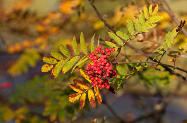 red berries