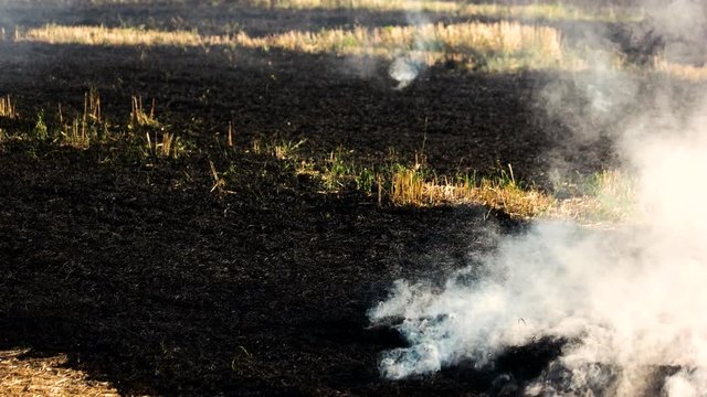 Smoldering grass ashes after fire. Big white smoke motion.