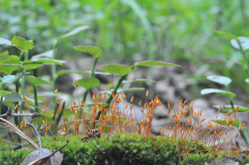 moss orange flowers