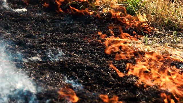 Ash of burnt grass in the fire. Fire flame motion close up.