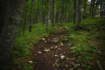 soft focus lonely trail in deep forest nature mountain landscape in summer colorful day time