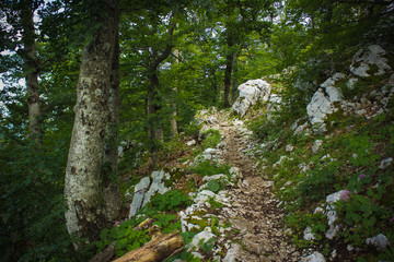 soft focus lonely trail in deep forest nature mountain landscape in summer colorful day time