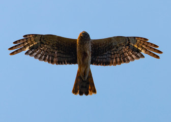Extremely close view of a female Northern harrier in beautiful light, seen in the wild near the San Francisco Bay