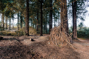 Idless woods cornwall england uk near Truro