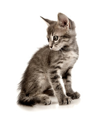 Obraz premium cat on white background