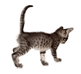 cat on white background