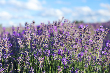 Obraz premium Beautiful blooming lavender in field on summer day