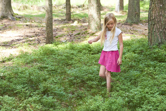  Child blond adorable girl picking fresh berries on blueberry field in forest. Child pick blueberry in the woods. Little cute girl playing outdoors. Summer family fun.
