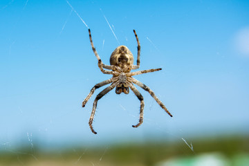 terrible big spider