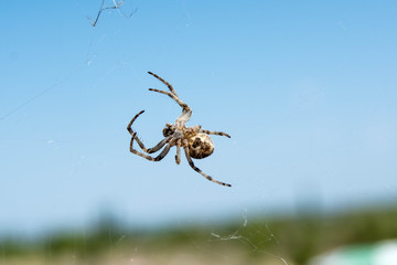 terrible big spider