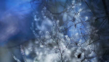 European smoketree Cotinus coggygria flowers macro