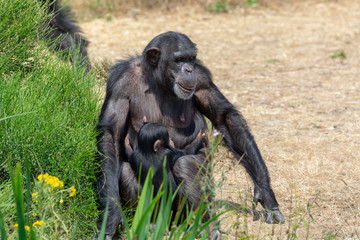 Black chimpanzees monkey leaving in safari park close up