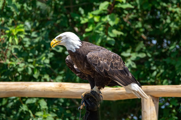 National animal of USA white-tailed big American bald eagle bird close up