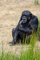 Black chimpanzees monkey leaving in safari park close up
