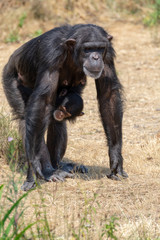 Black chimpanzees monkey leaving in safari park close up