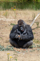 Big black hairy male gorilla monkey sit on grass and eat food with hands