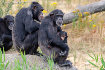 Black chimpanzees monkey leaving in safari park close up