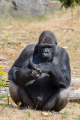 Big black hairy male gorilla monkey sit on grass and eat food with hands