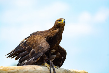 Golden eagle, Aquila chrysaetos, one of the best-known large birds of prey in the Northern Hemisphere