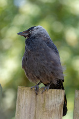 Young Western Jackdaw from crow family sitting on wooden fence close up