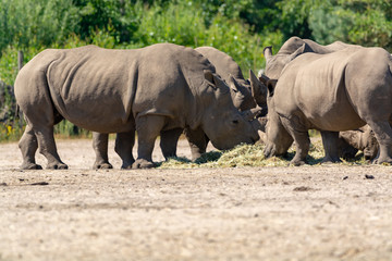 Obraz premium Group of big adult African black rhinoceros eating grass in safari park