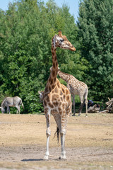 Giraffe animal in safari park close up