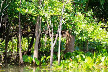 Panorama from Pantanal, Brazilian wetland region.