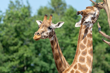 Giraffe animal in safari park close up