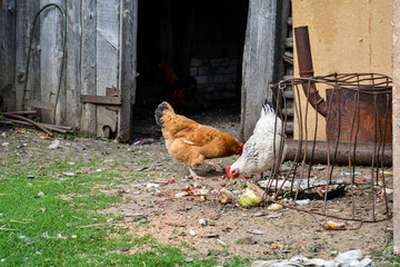 Russian village in summer