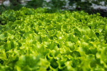 lettuce leaves on the bed